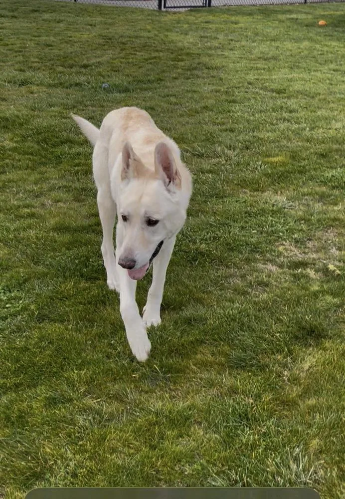 An adult large-sized male White / Cream German Shepherd Dog dog named Dante for adoption in Tigard, OR