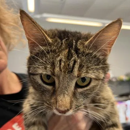 An adult small-sized female Domestic Short Hair cat named Polly for adoption in Cincinnati, OH