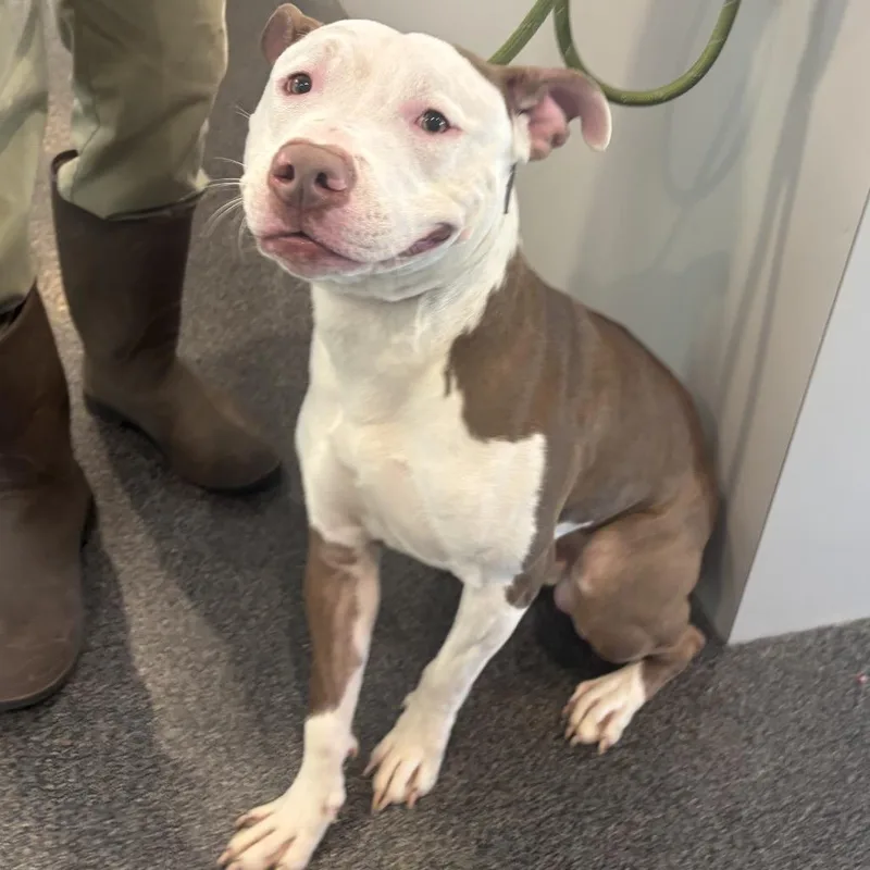 An adult large-sized male White / Cream Mixed Breed dog named Naveen for adoption in Allentown, PA