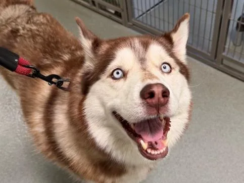 Kodiak