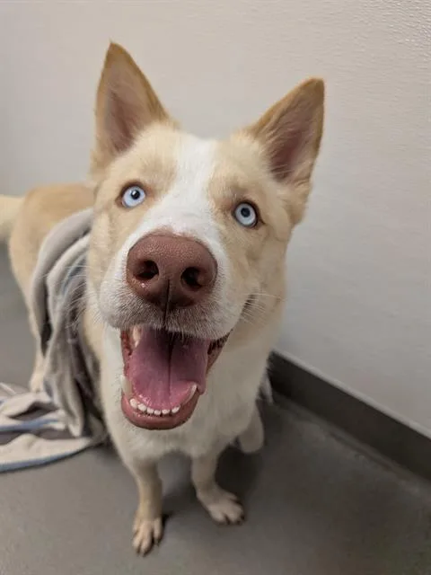 A young large-sized male Siberian Husky dog named Dale for adoption in San Francisco, CA