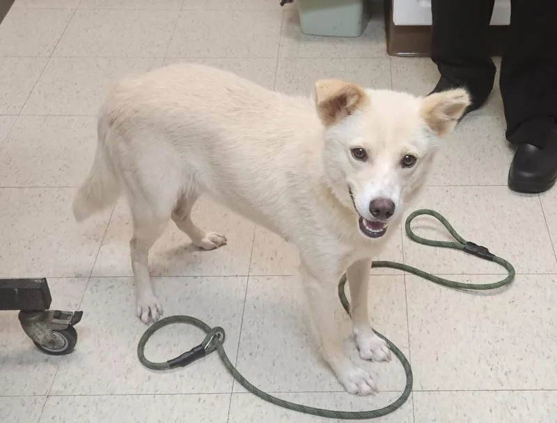 A young medium-sized female Terrier dog named Nelly for adoption in Mocksville, NC