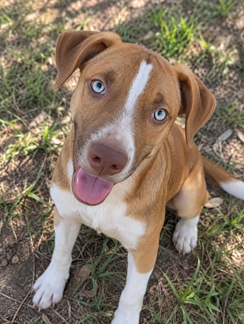 A baby medium-sized male Husky dog named Jack for adoption in Sumter, SC