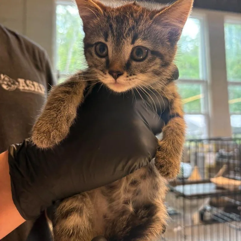 A baby small-sized female Brown / Chocolate Domestic Short Hair cat named Cynthia for adoption in Huntington, WV