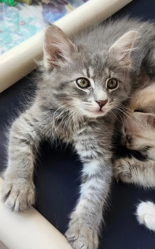 A baby medium-sized male Gray / Blue / Silver Domestic Short Hair cat named Cry Baby for adoption in Salinas, CA