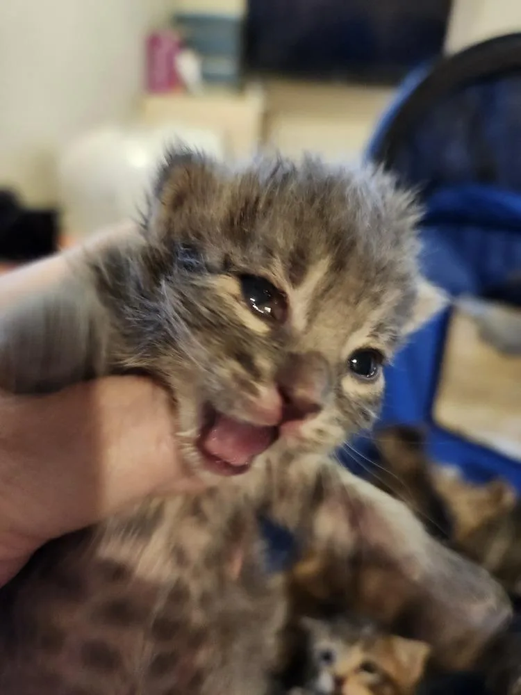 Cry Baby thumbnail 2