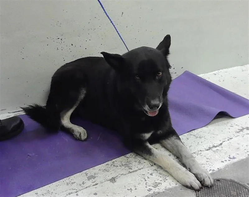 An adult large-sized male German Shepherd Dog dog named Jamie for adoption in Houston, TX