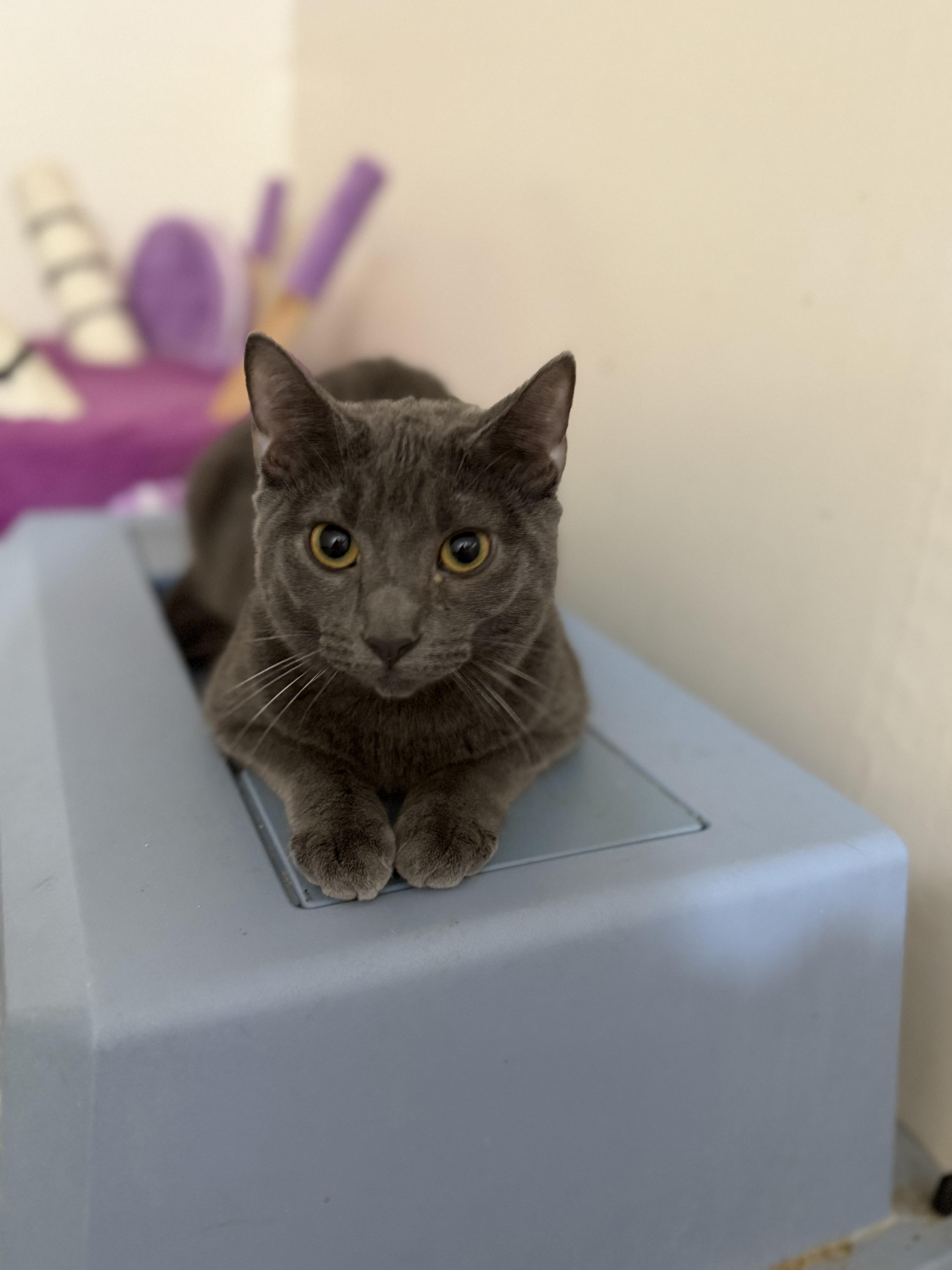 Chrysanthemum thumbnail 2