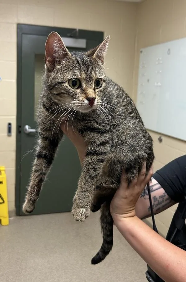 A young small-sized female Domestic Short Hair cat named Posie for adoption in Virginia Beach, VA