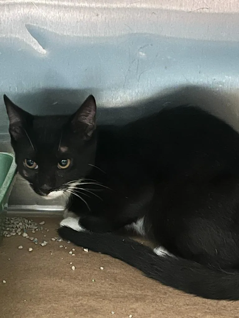 A young small-sized male Domestic Short Hair cat named Cup for adoption in Cartersville , GA