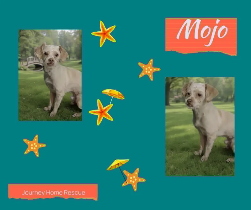 Mojo
