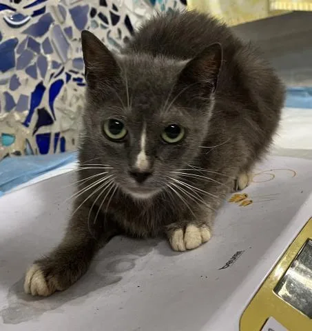 A young small-sized female Domestic Short Hair cat named Macaron for adoption in Pensacola, FL