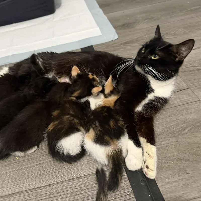 An adult small-sized female Black Domestic Short Hair cat named Hershey for adoption in Greenville, NC