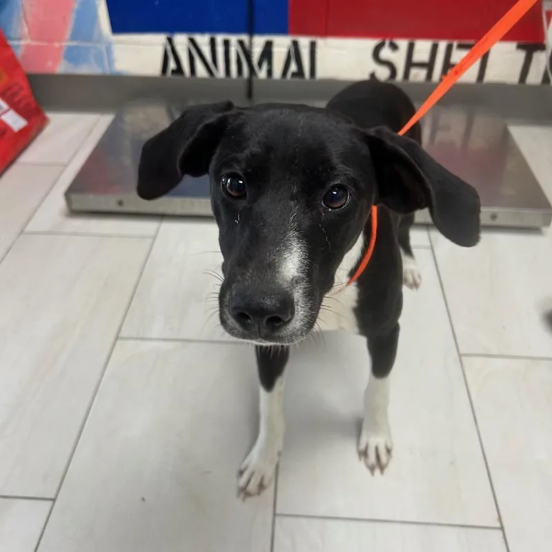 A young medium-sized female Black Terrier dog named Oreo for adoption in Lufkin, TX