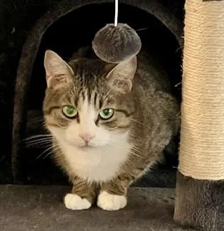 Squealer And Dexter thumbnail 3