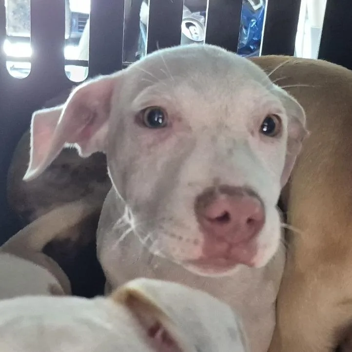 A baby small-sized male White / Cream Terrier dog named King for adoption in Montgomery, AL