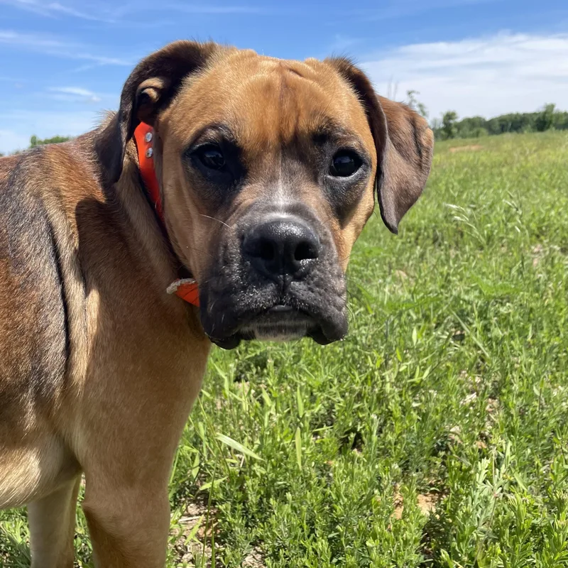 A young medium-sized male Red / Chestnut / Orange Boxer dog named Max for adoption in Chatham, NJ