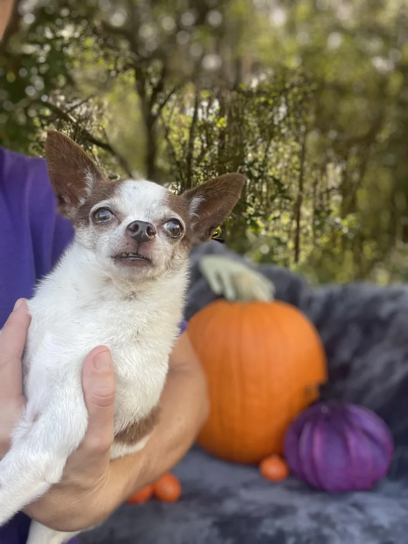 A senior small-sized male Chihuahua dog named Texas Pete for adoption in Sebring, FL