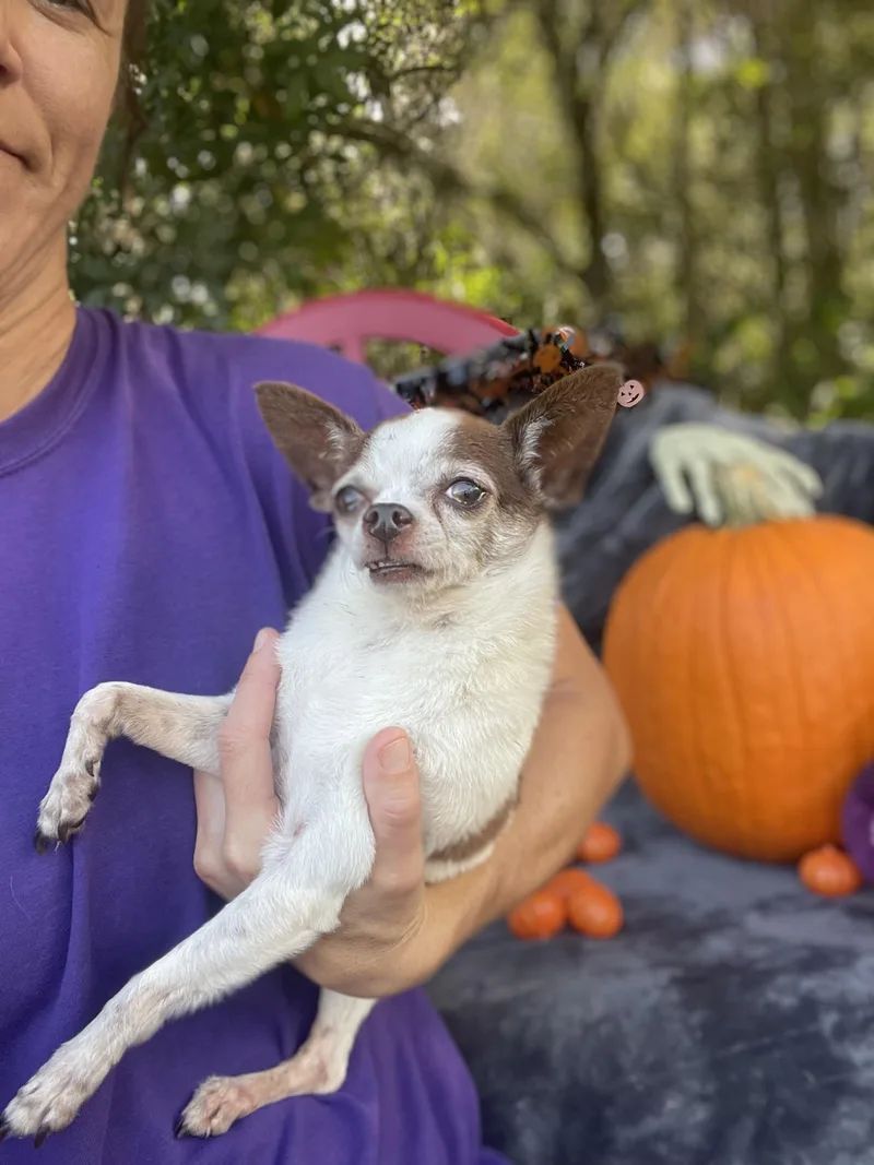 Texas Pete thumbnail 2
