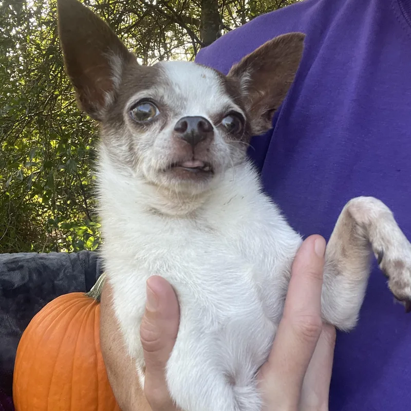 Texas Pete thumbnail 3
