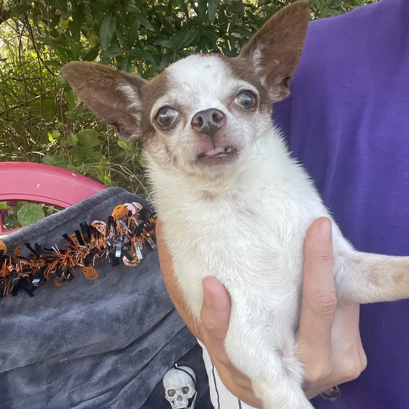 Texas Pete thumbnail 4