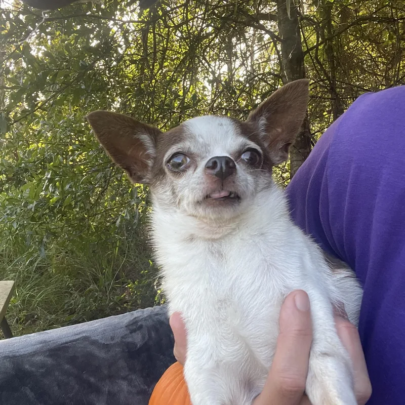 Texas Pete thumbnail 5