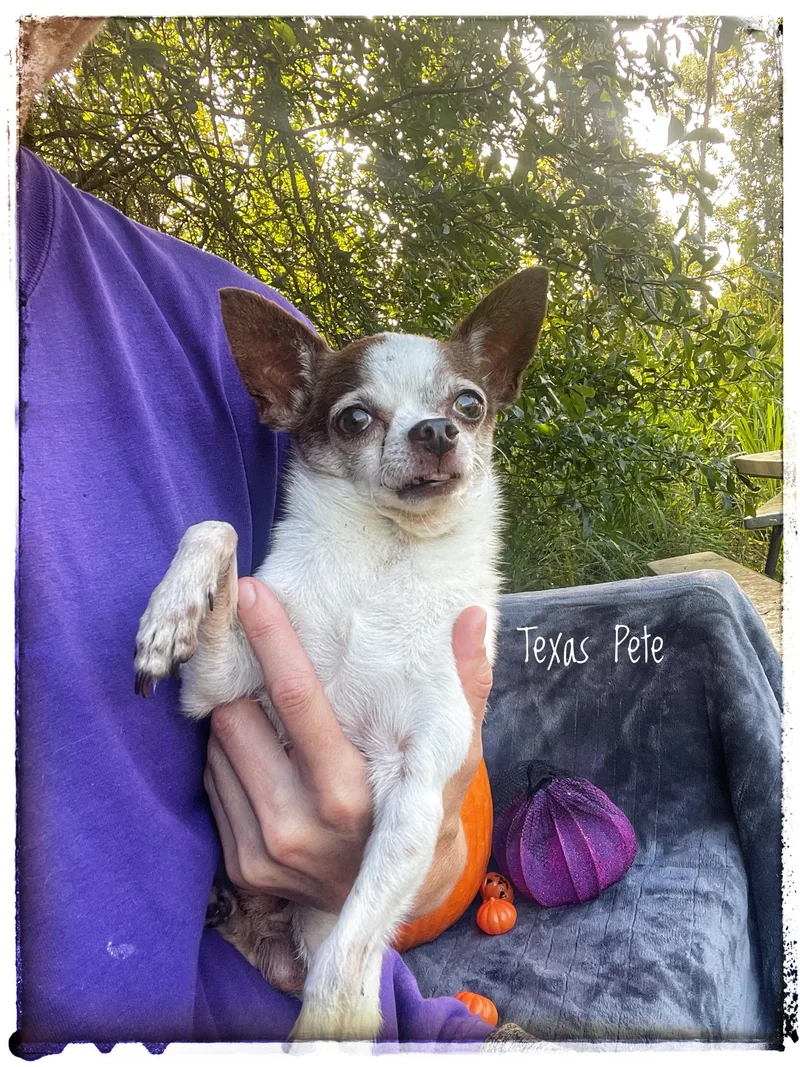 Texas Pete thumbnail 6