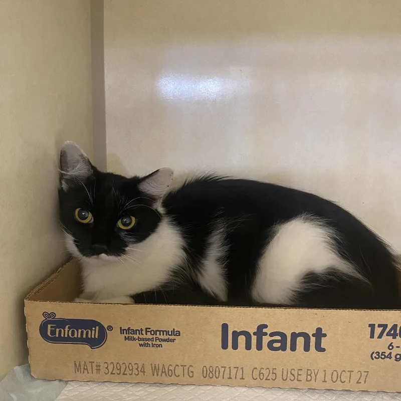 A young medium-sized female Domestic Medium Hair cat named Sunoco for adoption in Westminster, CA