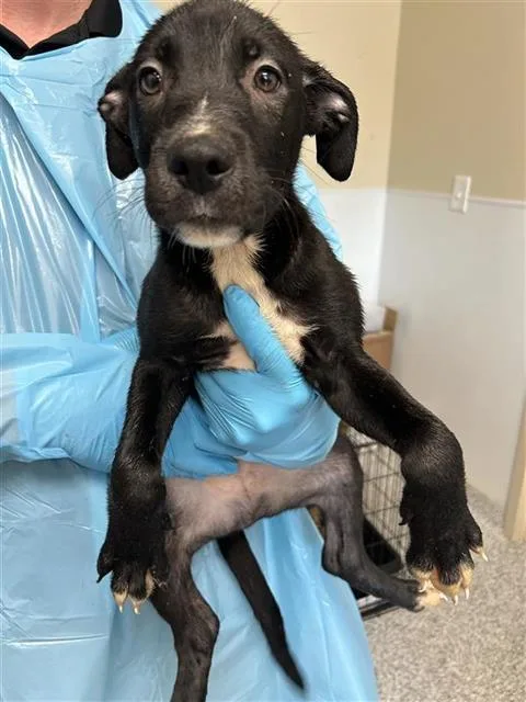 A baby small-sized male Pointer dog named Chase for adoption in San Antonio, TX