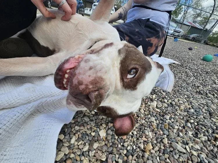 An adult medium-sized male Brown / Chocolate English Bulldog dog named Dozer for adoption in Winona, MN