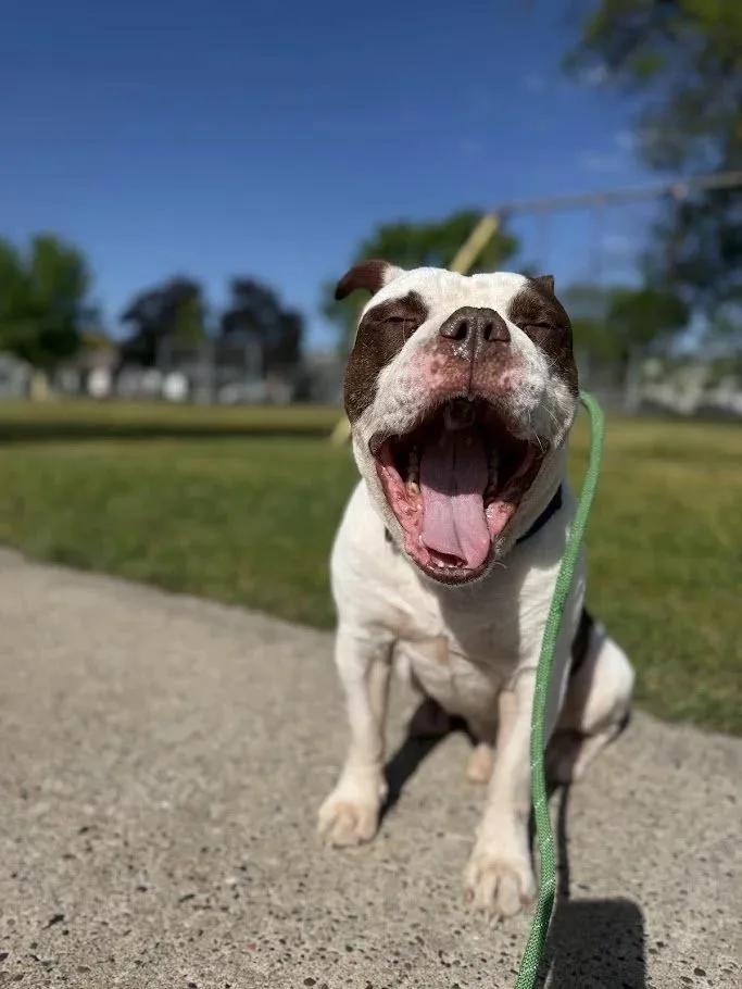 Dozer thumbnail 2
