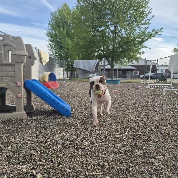 Dozer thumbnail 4