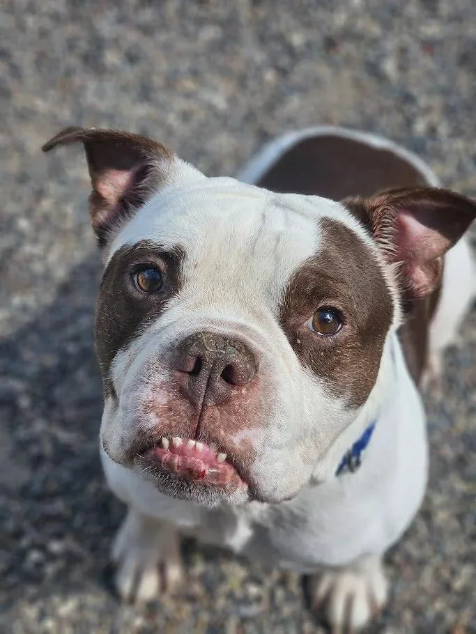 Dozer thumbnail 5