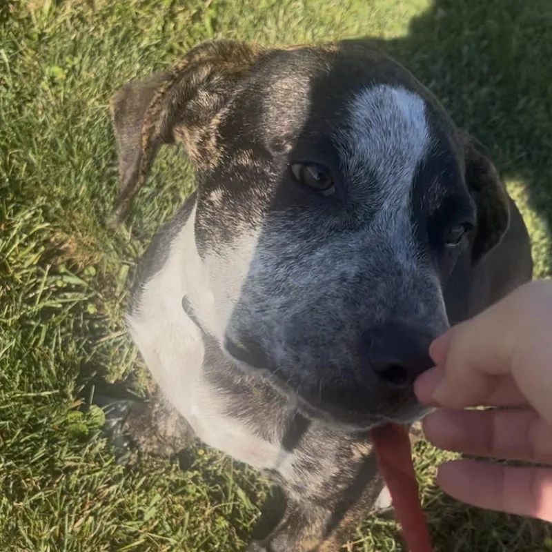 A baby medium-sized male Brindle Basset Hound dog named Douglas for adoption in Marysville, OH