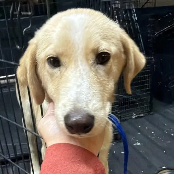 A young small-sized male Yellow / Tan / Blond / Fawn Mixed Breed dog named Tim Burton for adoption in Gadsden, AL