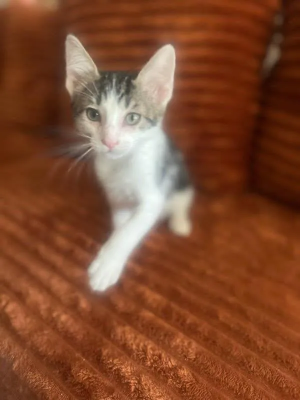 A baby small-sized male Domestic Short Hair cat named Nico for adoption in Albuquerque, NM