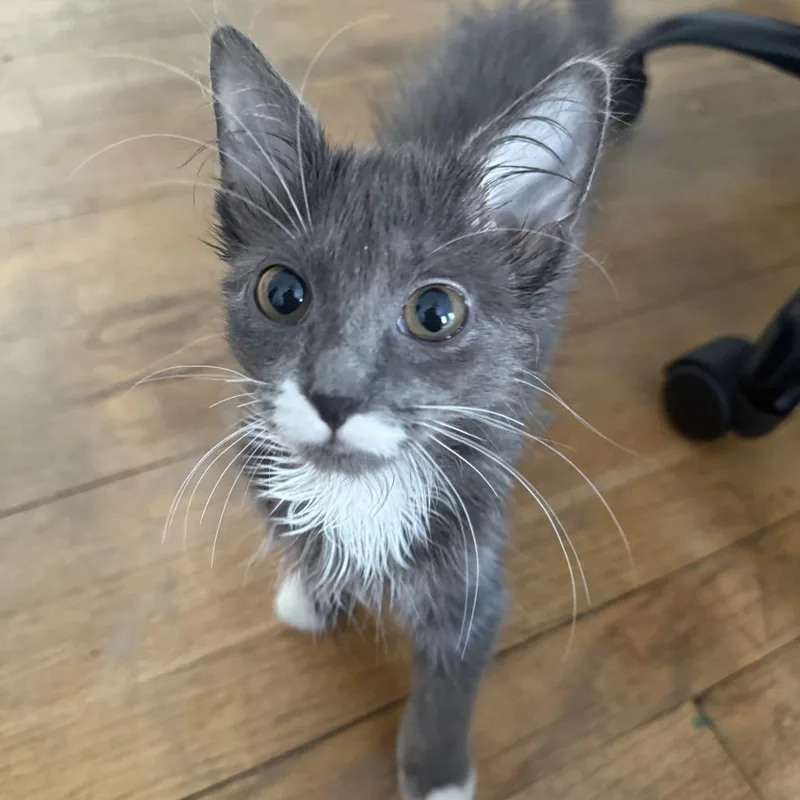 A baby small-sized female Gray / Blue / Silver Domestic Medium Hair cat named Telecaster for adoption in Evanston, IL