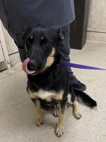An adult large-sized male German Shepherd Dog dog named Hopscotch for adoption in Riverside, CA