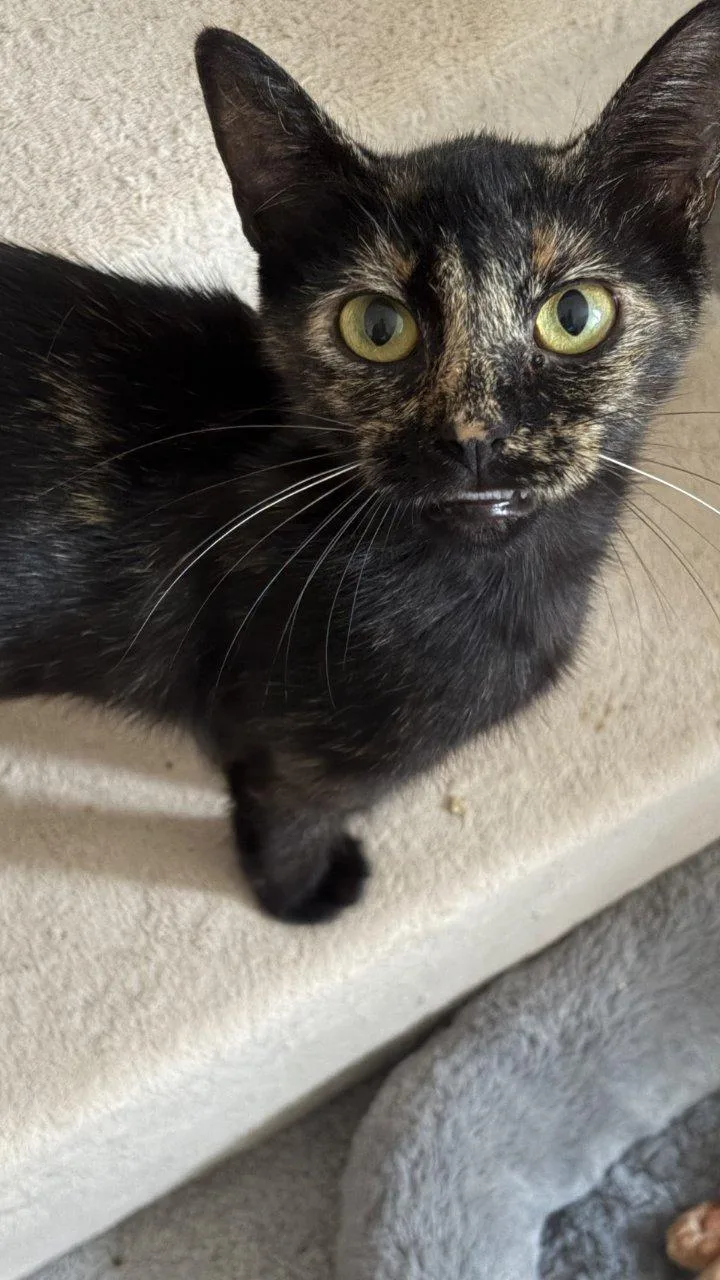 A baby small-sized female Tortoiseshell Domestic Short Hair cat named Deandra for adoption in Raleigh, NC
