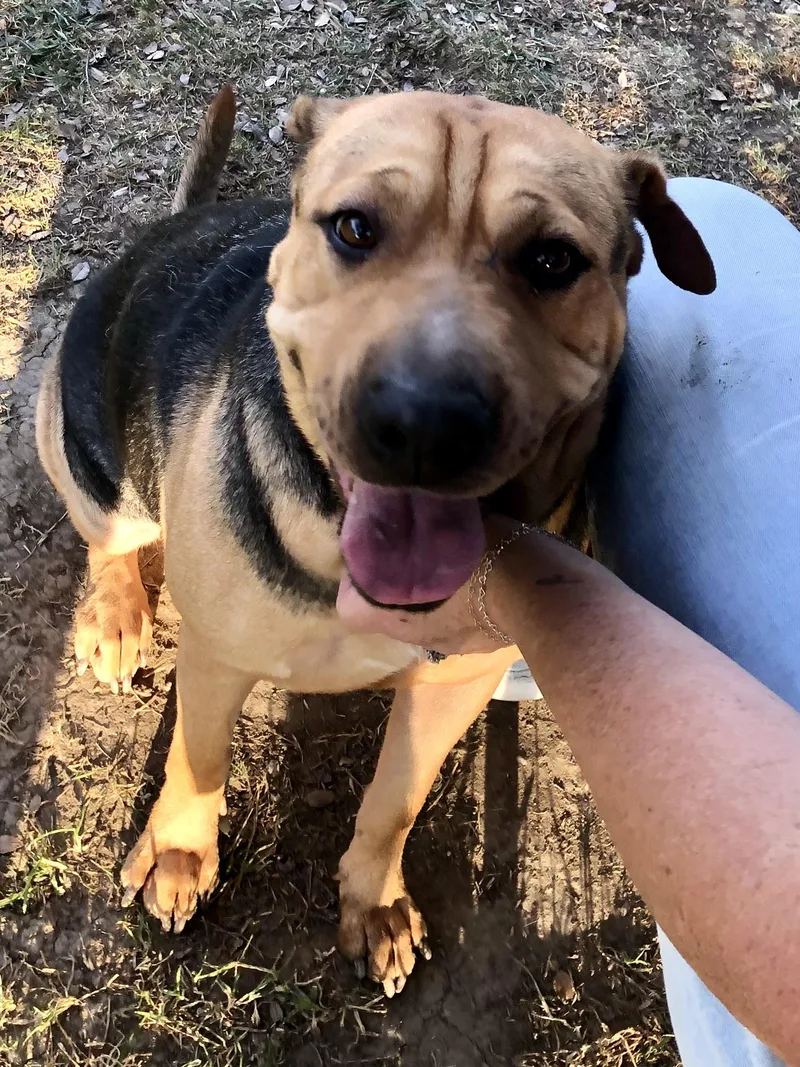 A young medium-sized female Shepherd dog named Ling Ling for adoption in Thousand Oaks, CA