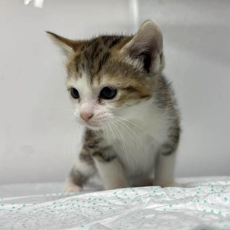 A baby small-sized female Brown / Chocolate Domestic Short Hair cat named Bricken Murk for adoption in Eaton Rapids, MI