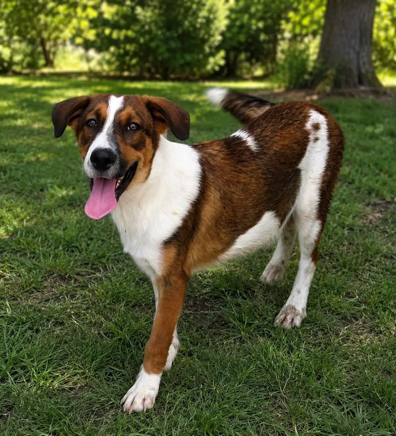 A baby medium-sized male Merle (Red) Saint Bernard dog named Arnold for adoption in Edinburg, TX