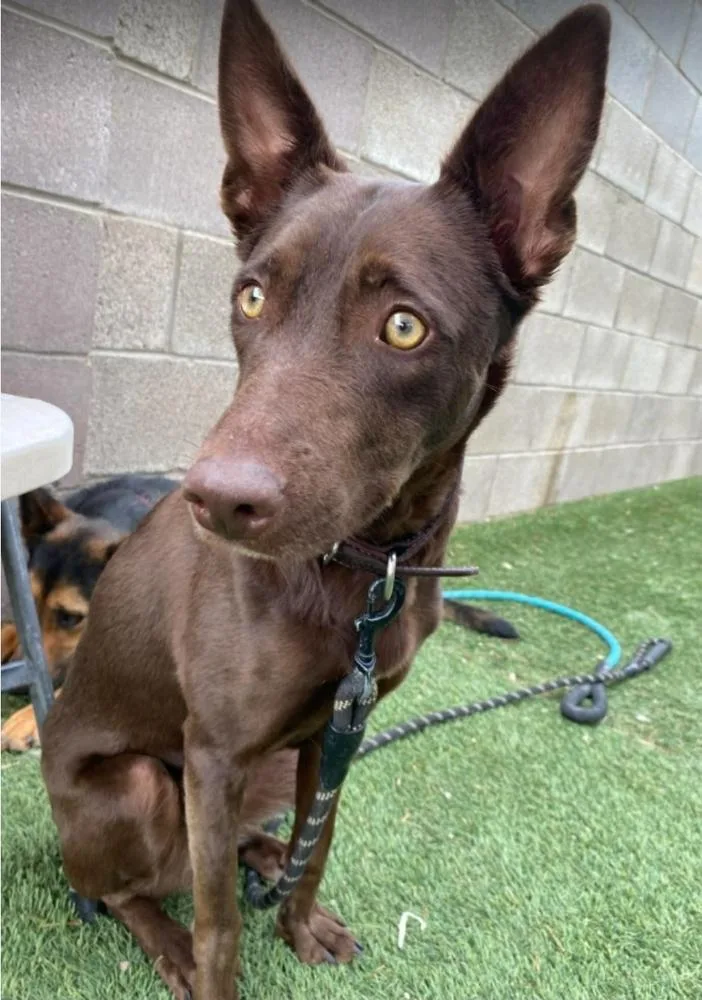An adult medium-sized female Brown / Chocolate Australian Kelpie dog named Annie for adoption in Sedalia, CO