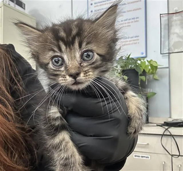 A baby medium-sized female Domestic Long Hair cat named Sweets for adoption in Dallas, TX