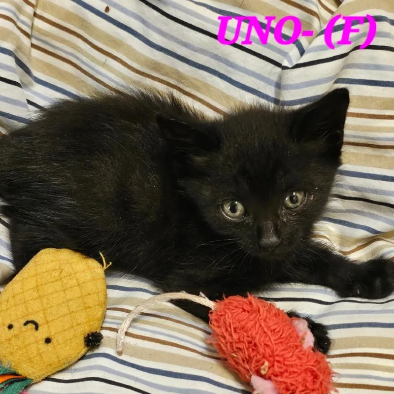 A baby small-sized female Black Domestic Medium Hair cat named Uno for adoption in Westminster, CA