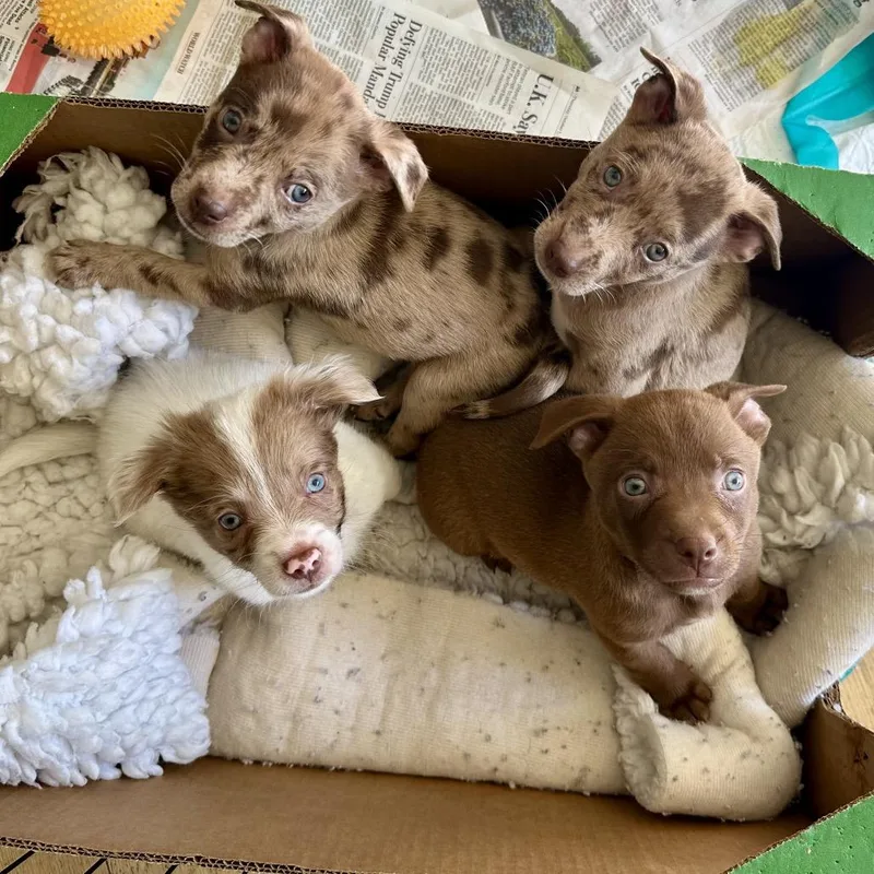 A baby medium-sized male Brown / Chocolate Catahoula Leopard Dog named Bear for adoption in Point Richmond, CA