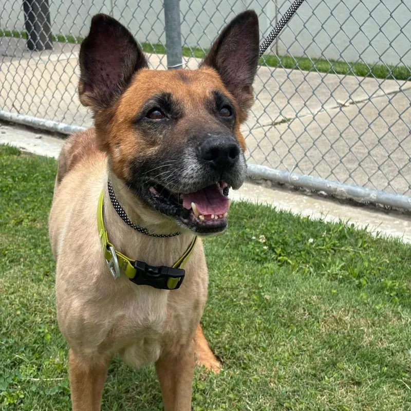 A senior medium-sized male Yellow / Tan / Blond / Fawn German Shepherd Dog dog named King for adoption in League City, TX
