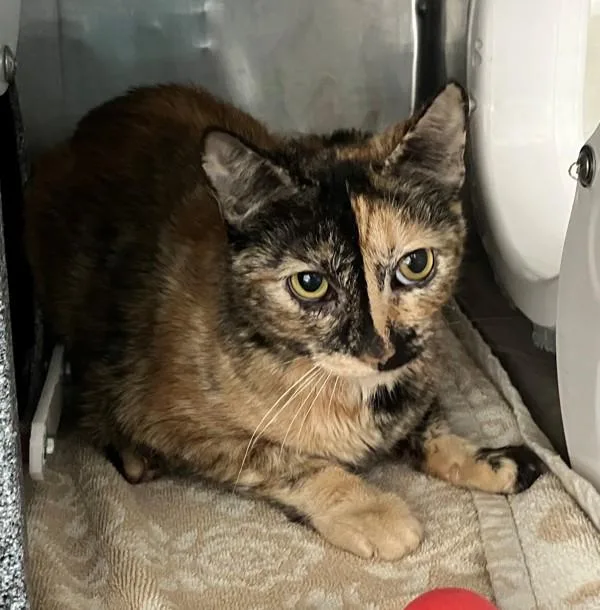 A young medium-sized female Domestic Short Hair cat named Sage for adoption in Staten Island, NY