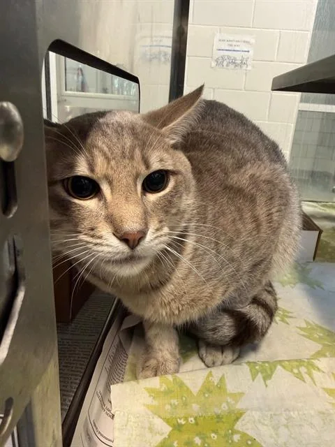 A young medium-sized male Domestic Short Hair cat named Angel for adoption in Baytown, TX