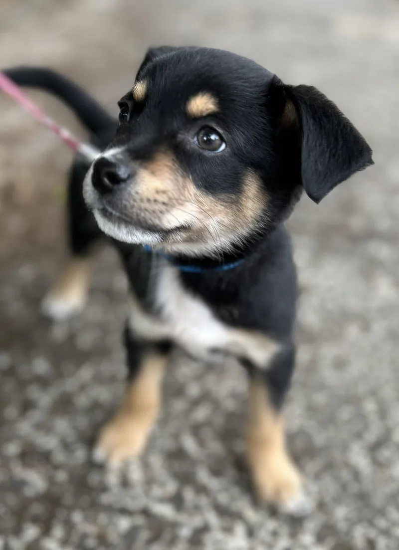 A young small-sized male Chihuahua dog named Pine for adoption in Tigard, OR